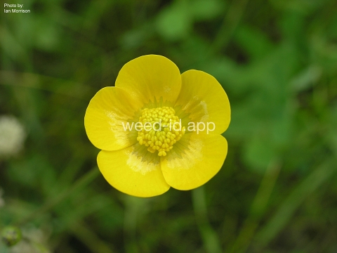 buttercup, tall